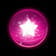 Wild Symbol